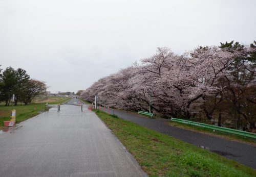 4/3（日）狛江多摩川ラントライアルの記録一覧とフォトギャラリーを公開しました！